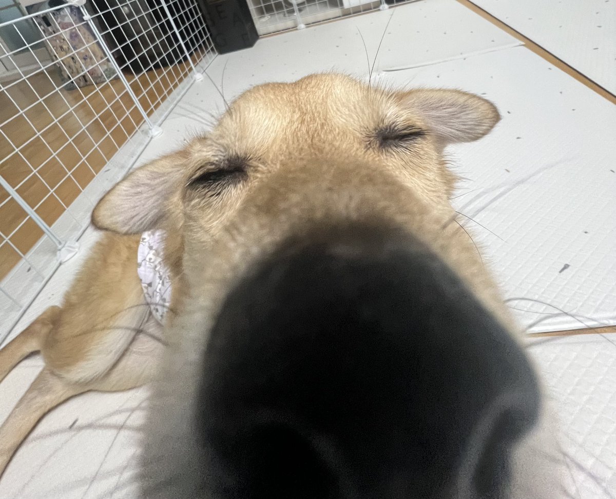 나팔봉 tweet media