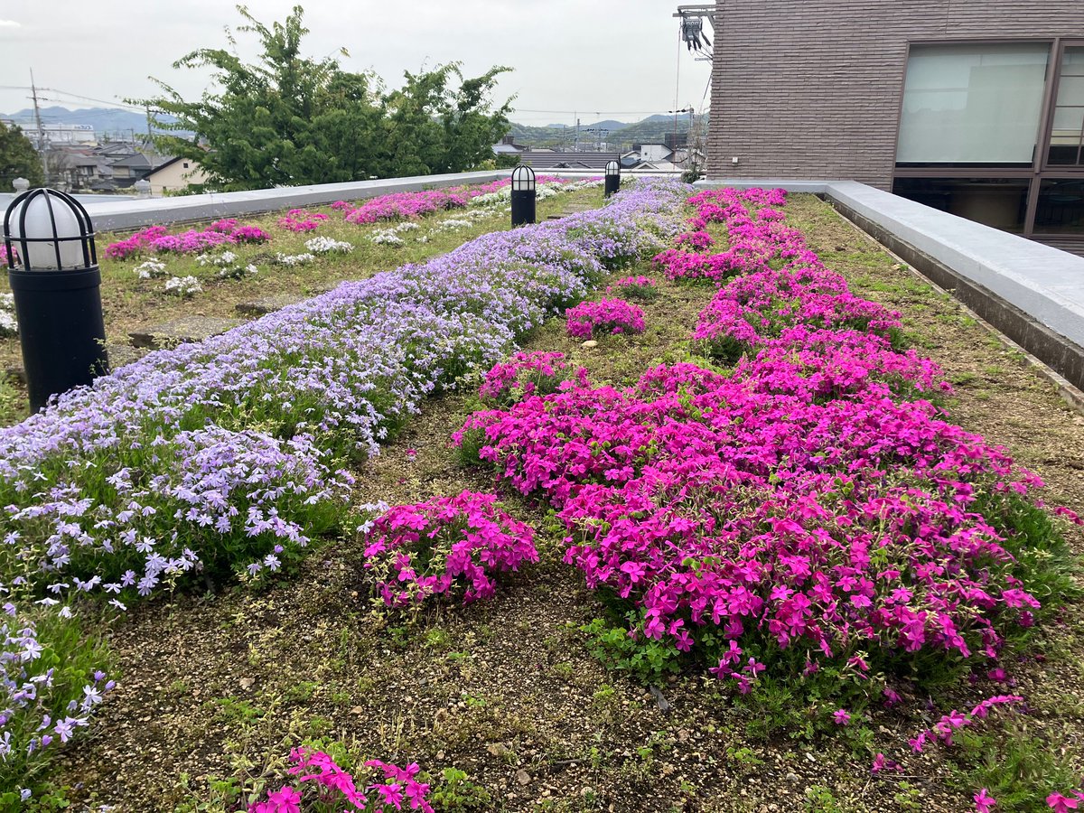 dosokai's tweet photo. 昨秋に植えた芝桜が咲きました🌸
少し��つ広がって、春らしい景色にしてくれています。
これからの成長も楽しみです😊
＃サラト
＃同窓会
＃同窓会名簿
＃周年事業
＃Reフレンズ
＃制服リカちゃん
＃フェイラーハンカチ https://t.co/35KQ5kANi5