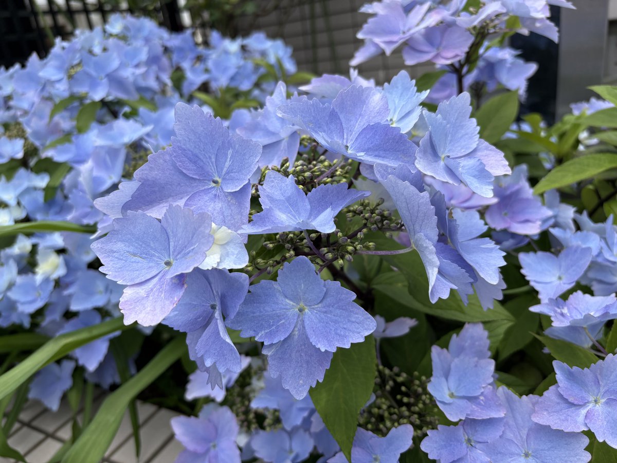 copo19's tweet photo. 仕事のお使いの道中に出会った紫陽花。
(紫陽花やんな？)
花びらの形が葉っぱみたい、かわいい。
そして色が綺麗
この青ええなぁ https://t.co/UzNaViFubJ