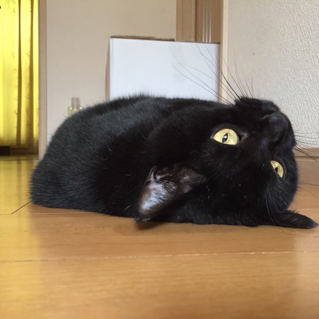 黒猫ぷーちゃん（はらぺこ）がお昼をお知らせします🐈‍⬛