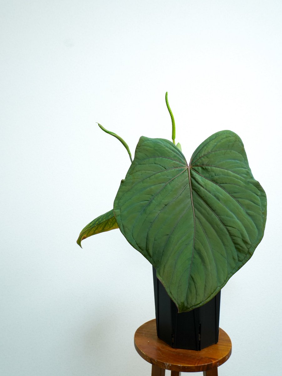 acus_forest's tweet photo. 🍀Anthurium kunayalense🍀 https://t.co/LiV8gpvJuA