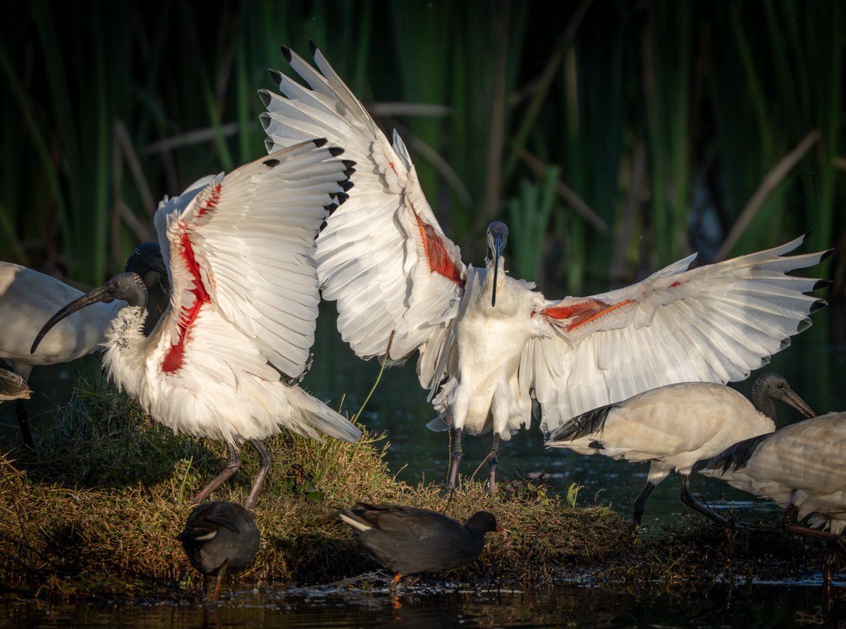 A couple of ibis showing the bright red skin on the underside of their wings
