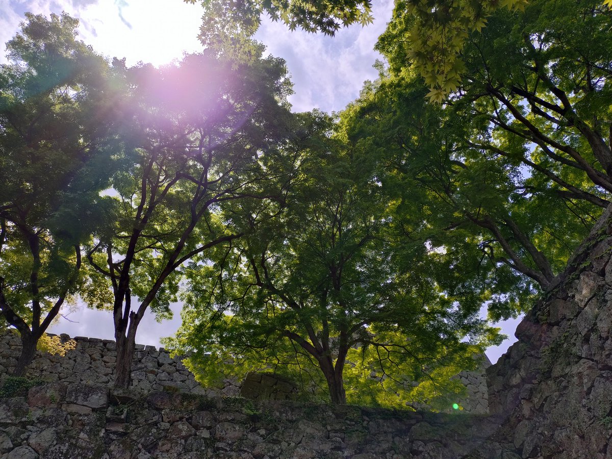 オカピ tweet media