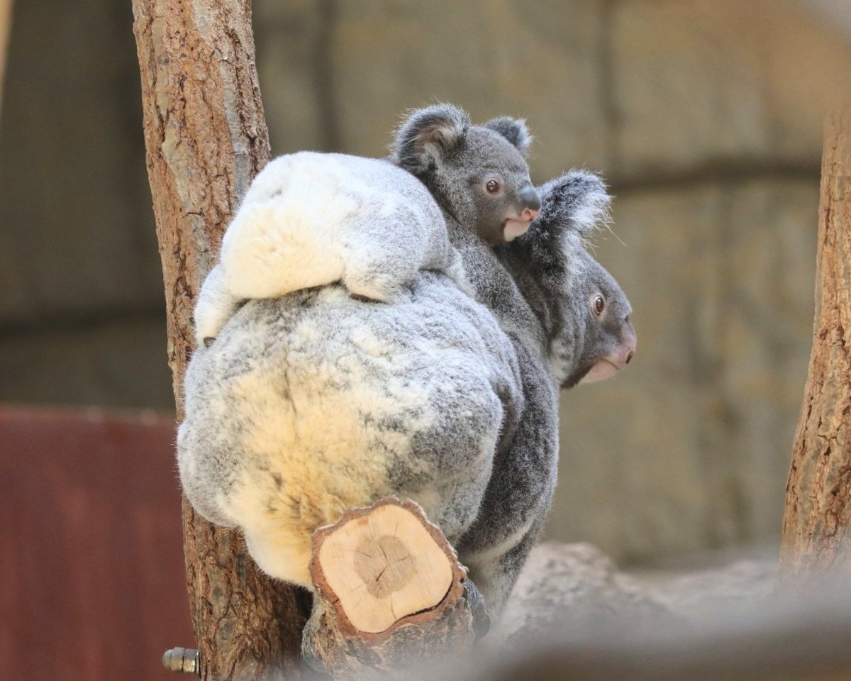 やまこじ tweet media