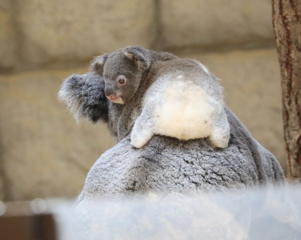 やまこじ tweet media