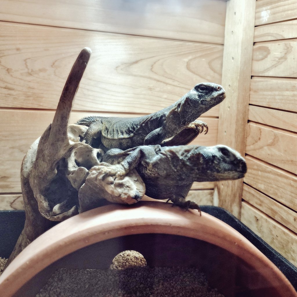 蜥蜴喫茶LIFEの社長夫妻🦎✨️🦎
かっこいいのです

#エジプトトゲオアガマ　テト＆トト
#トゲオアガマ