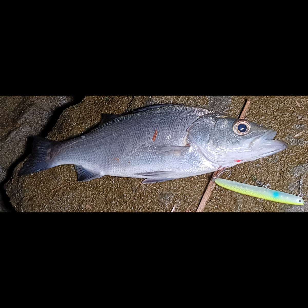 ToshikiKajiwara's tweet image. マイクロベイトに着きで、非常にセレクティブな状況。
表層を意識している為、ルアーはスキニーズ88S。
水面直下をライン先行でデッドスローで流すと、バイトが出る。
この日は小ヒラを計3本。

#Fishman
#BeamasRIPLOUT78ML
#ポジドライブガレージ
#スキニーズ88S
#山豊テグス
#レジンシェラー
#pr