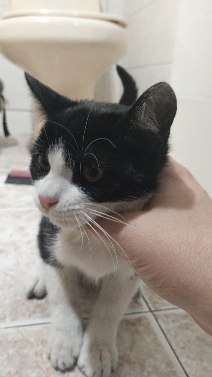 Fundación De Gatitos tweet media