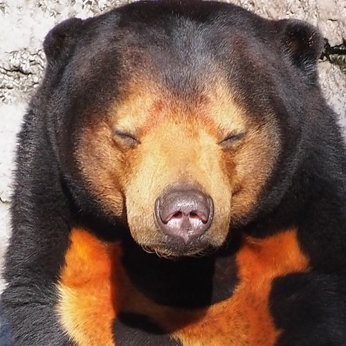 通俗道徳@塀ﾚﾊﾞ・体力回復アカウント🍰 tweet media