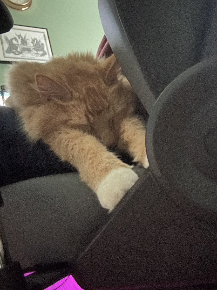 DmKen2's tweet photo. @ChronoKatie Here is a cat. The good news, it is spring migration season and there are lots of birds on the move. If you can find somewhere quiet I’m sure you can see or hear some and that may bring you some peace, or a smile to your face. https://t.co/qyFnY4yhwn