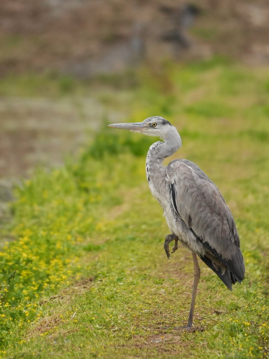 いくら？ #アオサギ