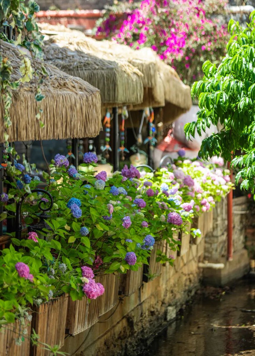 LJoldtown's tweet image. Lijiang Ancient Town is a gentle duet of man and nature, blending mountain and water town charms. Its poetic bridges and streams make you never want to leave.#WorldHeritage #LijiangAncientTown #Culture #lijiang
