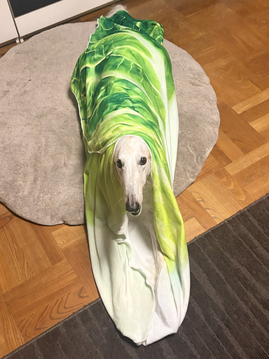 がんぼるぞい®︎ 💪🐶✨borzoi ボルゾイ tweet media