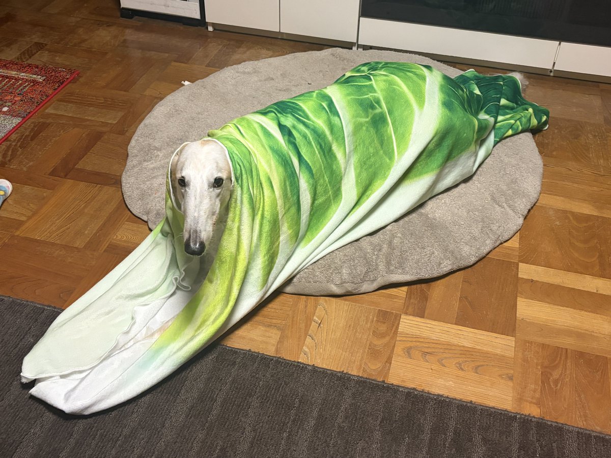 がんぼるぞい®︎ 💪🐶✨borzoi ボルゾイ tweet media