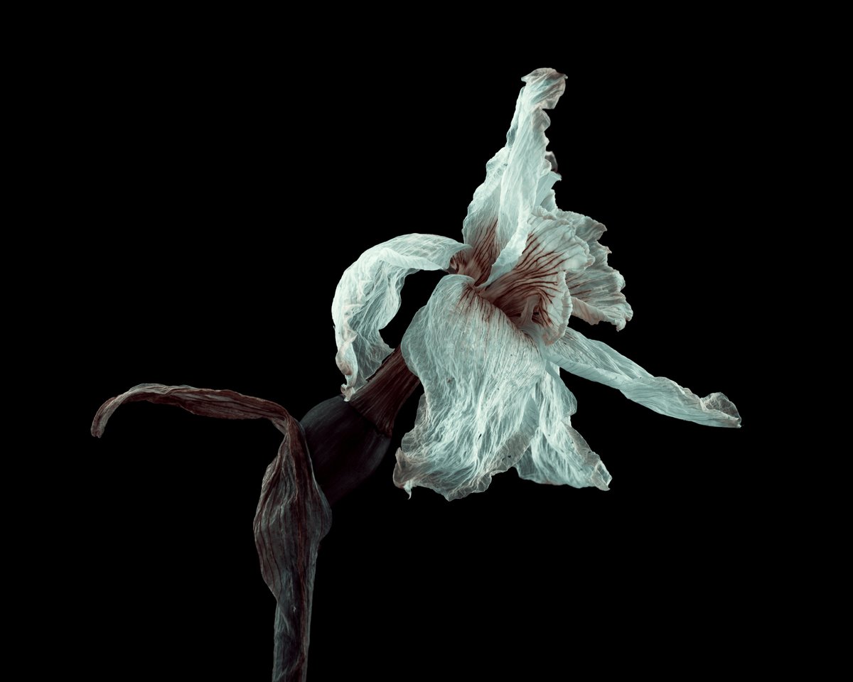 Jason DeBloois Photography tweet media