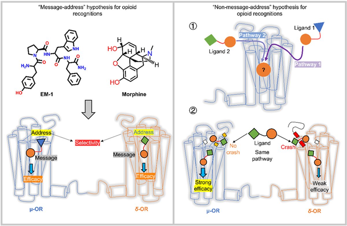 ActaPharmSinB's tweet photo. Article✍️#Mechanistic insights into #ligand selectivity in #μ- and #δ-#opioid #receptors beyond the “message–address” conceptual framework. From Dr. Yu @ChinaPharmaceuticalUniversity,
https://t.co/4qmTee2xoo. https://t.co/GOmJqLwE8d