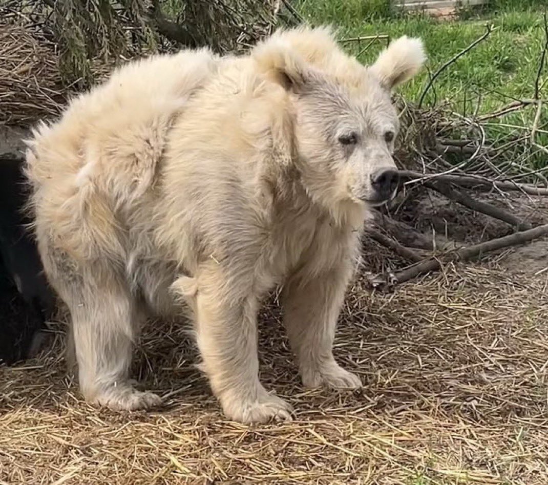 Q desilusión tu tierna traición