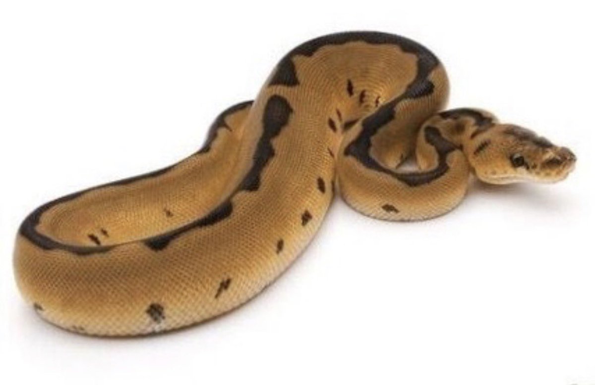 SPIRAL Python Works 公式 tweet media