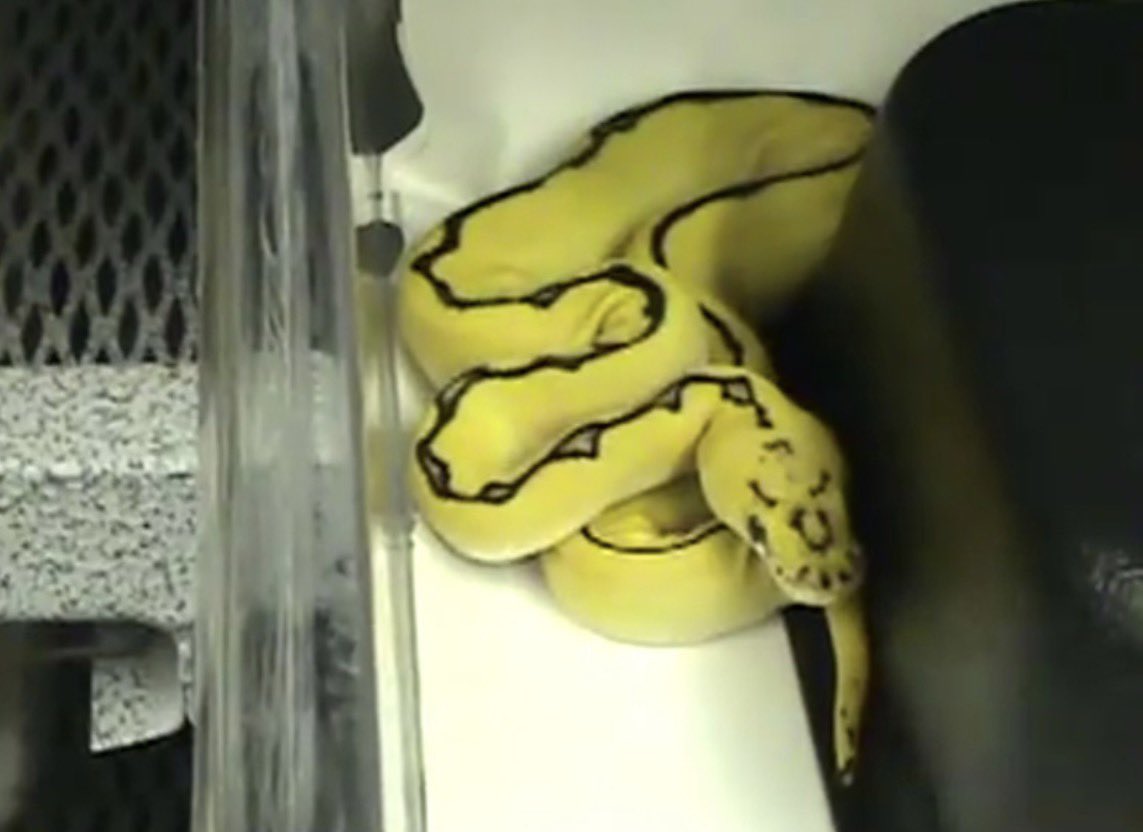 SPIRAL Python Works 公式 tweet media