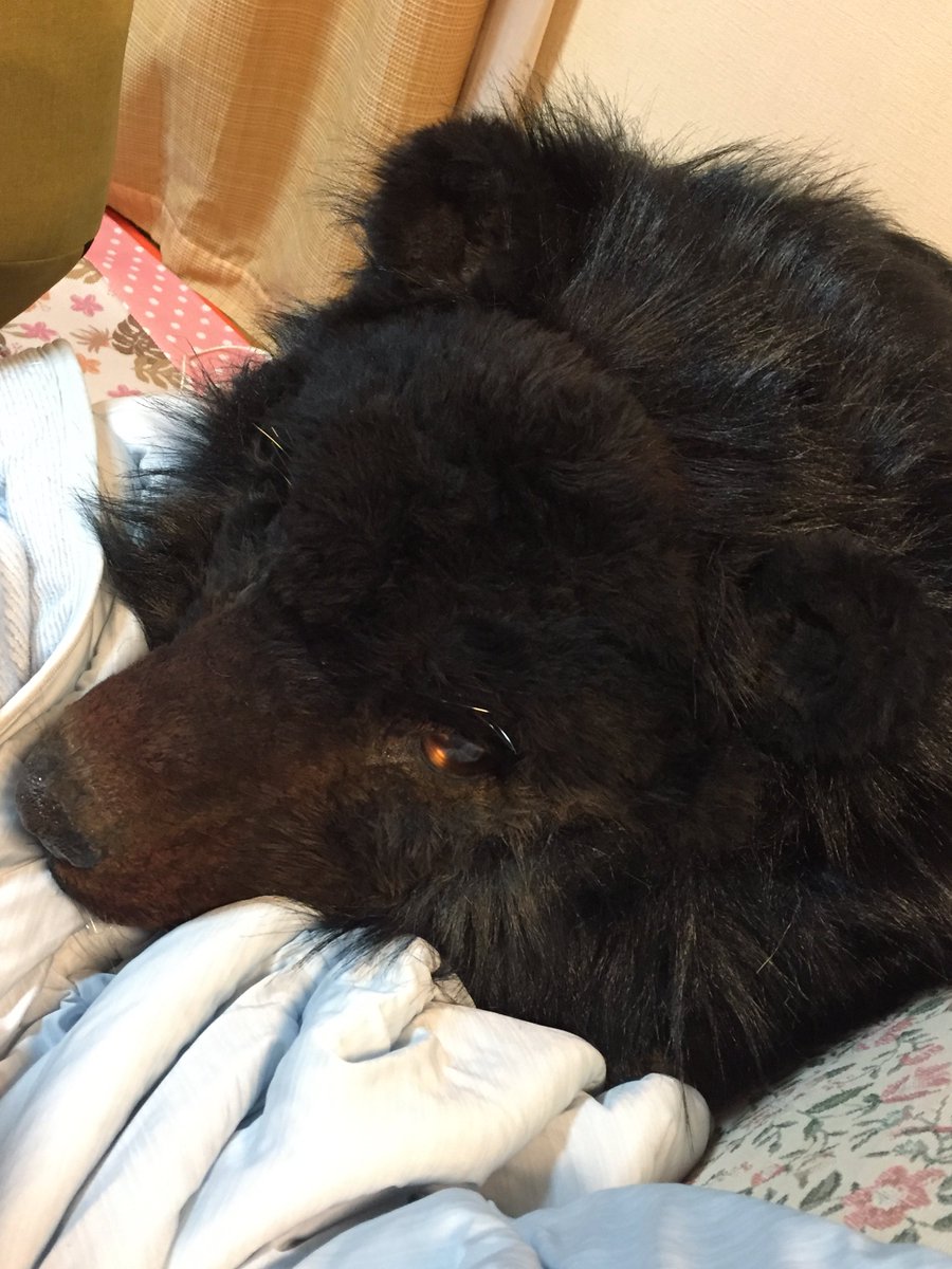 ぬいたち@リアルな着ぐるみ作り方本＆着ぐるみ遊び方本通販中 tweet media