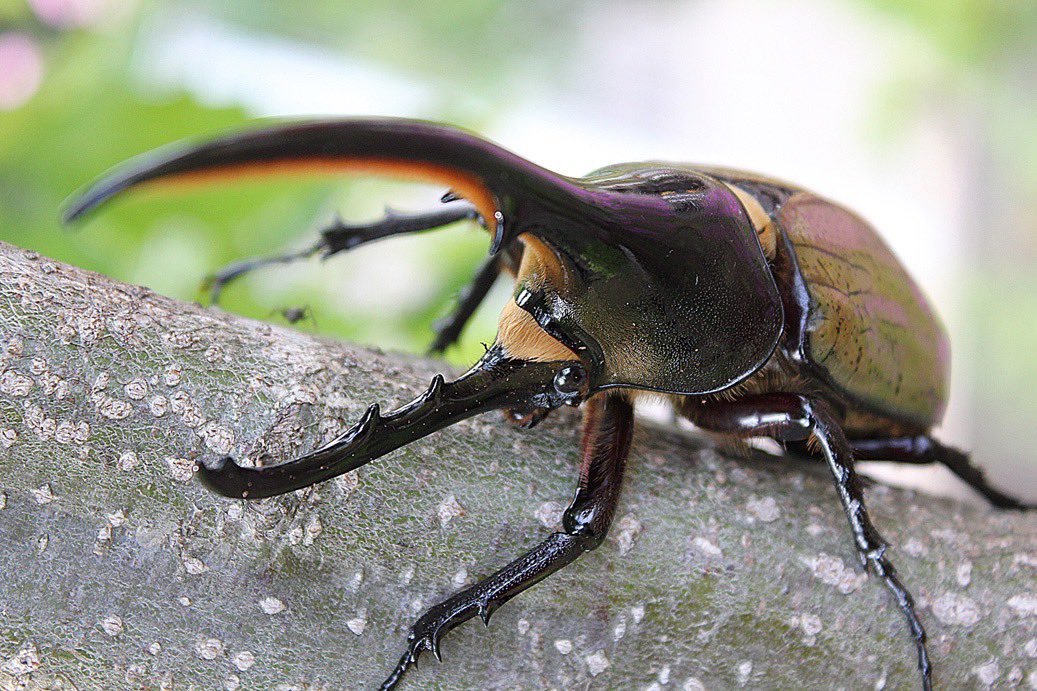 クワガタ　カブト虫　購入でガラポン！ ガラポン抽選会 | Stag Beetle