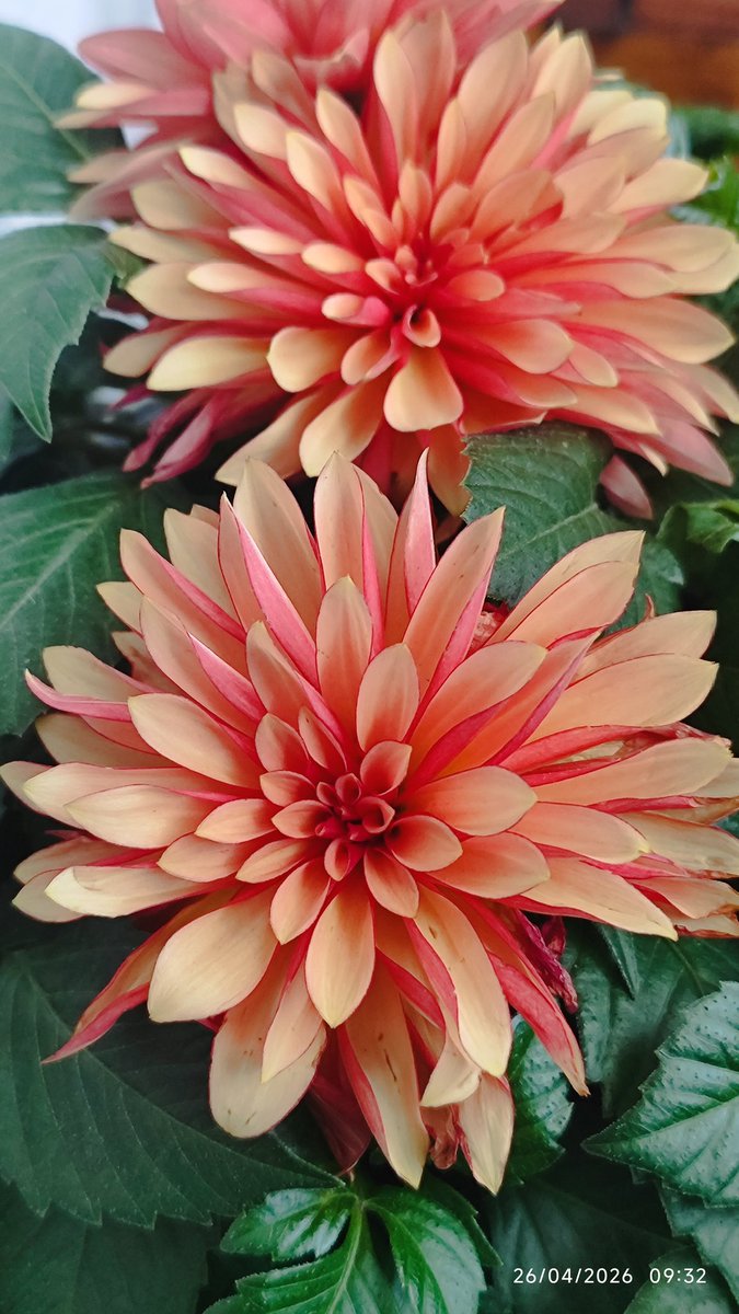 HsnZkrt35's tweet image. Günaydın X dostlarım,
Mutlu bir gün yaşamak ümidiyle,
Güne merhaba, sağlıkla,
Her şey gönlünüzce olsun...🙋☕🐞🙏 

#günaydın #salı #iyigünler #mutlugünler #aşk  #izmir