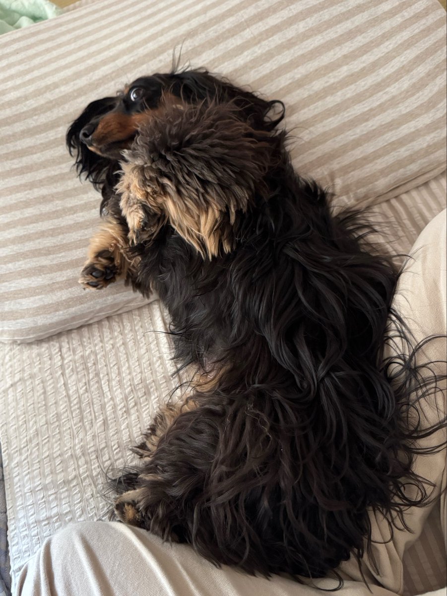 ぺこぽん(ワンコ画像で癒しをお届けします) tweet media