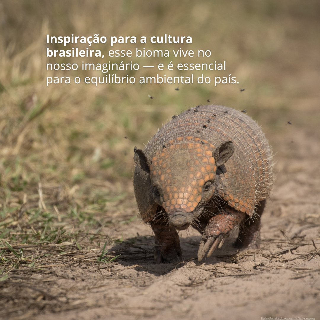 UNEP_pt's tweet photo. A Caatinga é um bioma nativo do Brasil e único no mundo. Lar da ararinha-azul, azulão, tatu-bola, mandacaru, e diversas outras espécies que fazem dela um dos lugares de maior biodiversidade no mundo. Proteger a Caatinga é proteger a nós mesmos.
#GeraçãoRestauração https://t.co/1oPg1GGOOK
