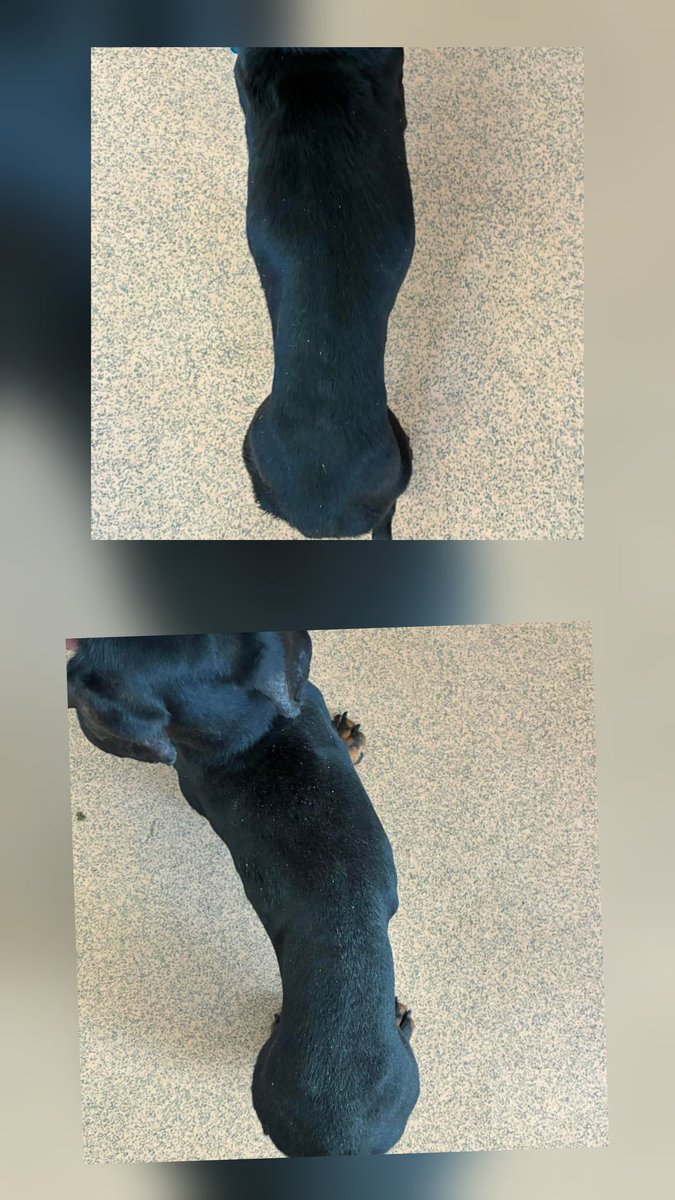 🚨 APPEAL FOR INFORMATION 🚨 

We are seeking information in relation to two Dachshunds, in extremely poor condition, found in Robeston Wathen #Pembrokeshire #wales 

Their microchip details are, unfortunately, not up-to-date

They will now serve their statutory holding period