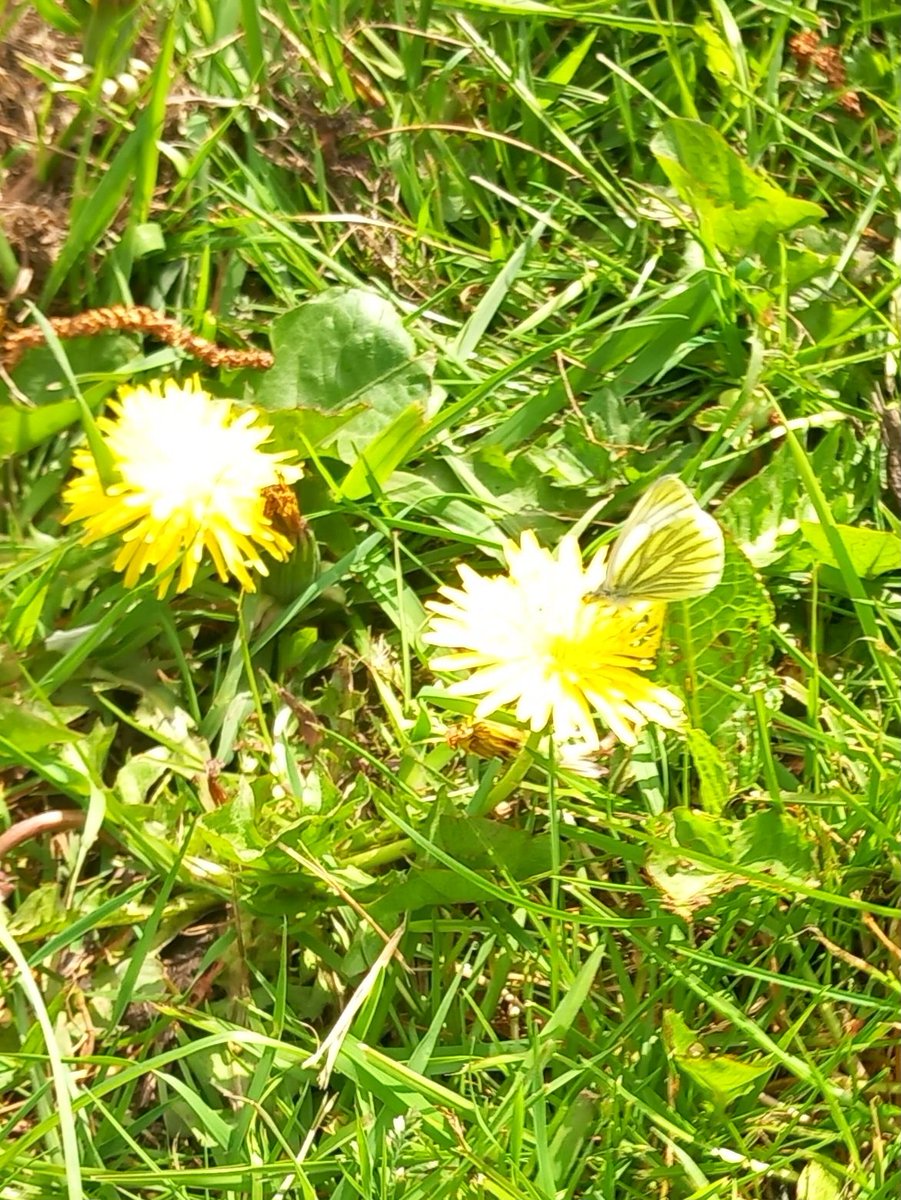CAYMUSOCAUGHEY's tweet image. @CAYMUSOCAUGHEY 🐦

Random Green Veined White Butterfly 

#Random #Butterfly #Butterflies #Moth #Moths #WhiteButterfly #ButterfliesOfTwitter #Flower #Flowers #WildFlowers #GardenFlowers #Dandelion #Dandelions #SunshineFlowers #GreenVeinedButterfly #LittleThingsMatter