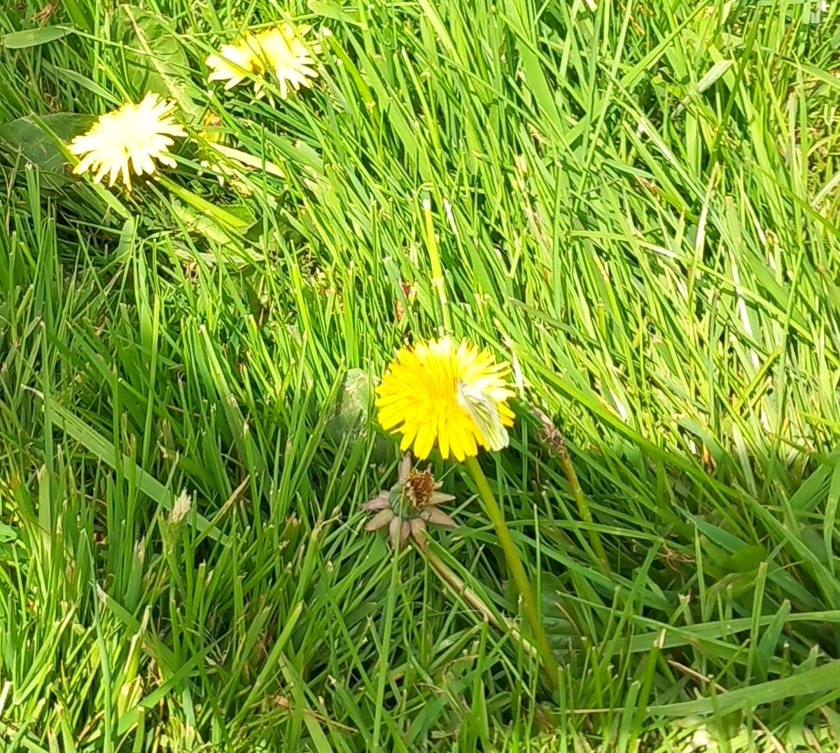 CAYMUSOCAUGHEY's tweet image. @CAYMUSOCAUGHEY 🐦

Random Green Veined White Butterfly 

#Random #Butterfly #Butterflies #Moth #Moths #WhiteButterfly #ButterfliesOfTwitter #Flower #Flowers #WildFlowers #GardenFlowers #Dandelion #Dandelions #SunshineFlowers #GreenVeinedButterfly #LittleThingsMatter