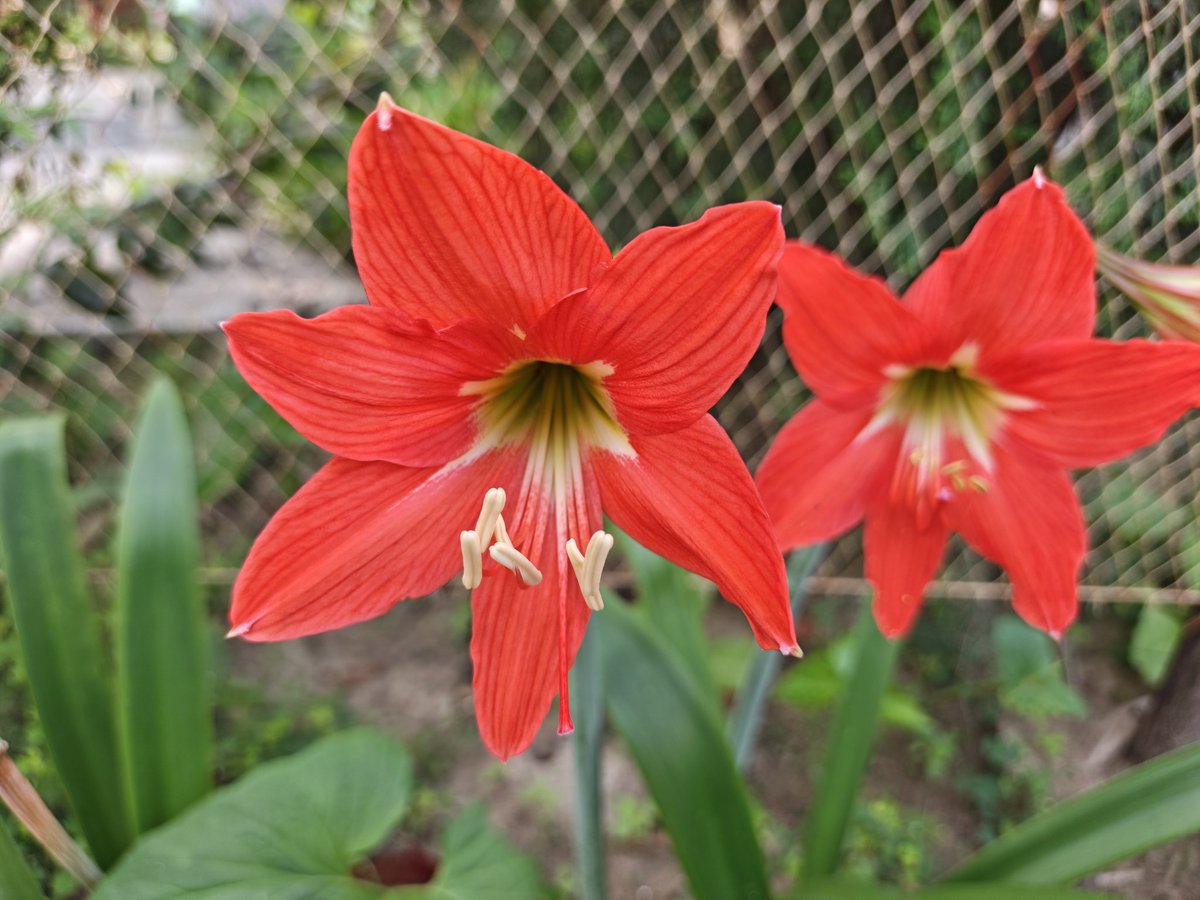 ihsviews's tweet image. Vibrant Red Amaryllis Natures Bold Masterpiece #Flowers #Nature #Gardening #AmaryllisFlower 
youtube.com/shorts/Lb7QgKC…