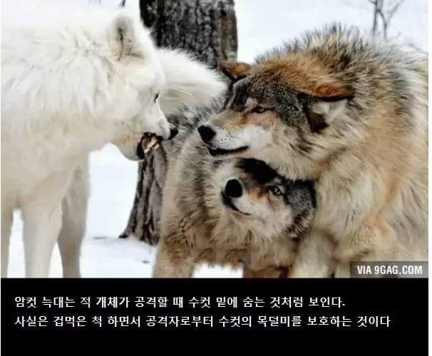 쿠죠 아쿠냥+💫🐳💤 tweet media