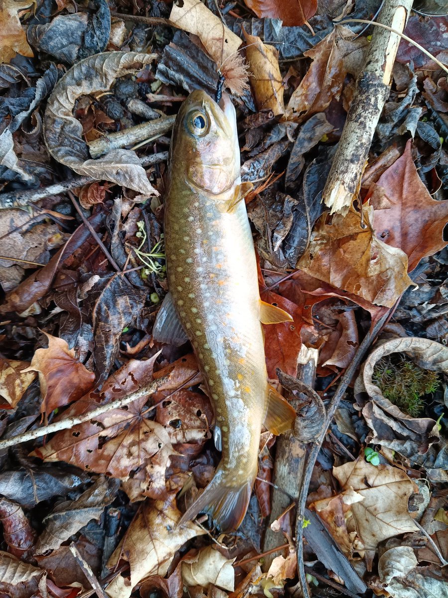 １匹だけよん。ありがとうございました。