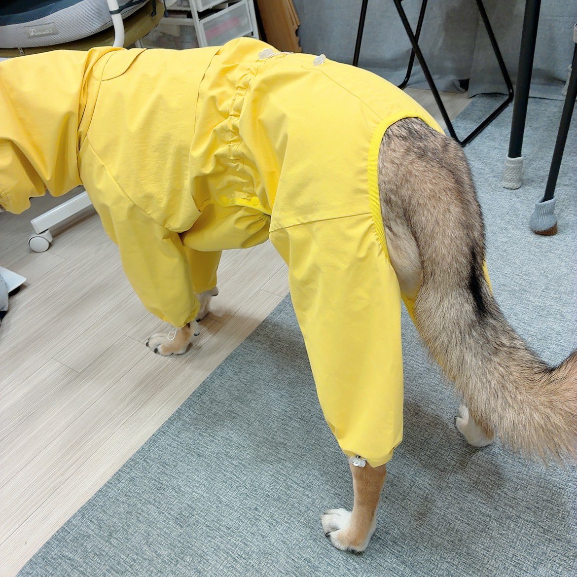 4low518_4r17on's tweet photo. 화룡아 엉니는 이제 비와도 한시름 덜 수 잇게 되엇단다....😇 사이즈 맞춤 제작이라 택에 이름도 있어..!
여러 추천에 힘입어 옐로우트라이앵글에서 우비를 맞췄습니다 이런저런 정보 공유해주신 분들 감사합니다👍 https://t.co/miy75gZZkm