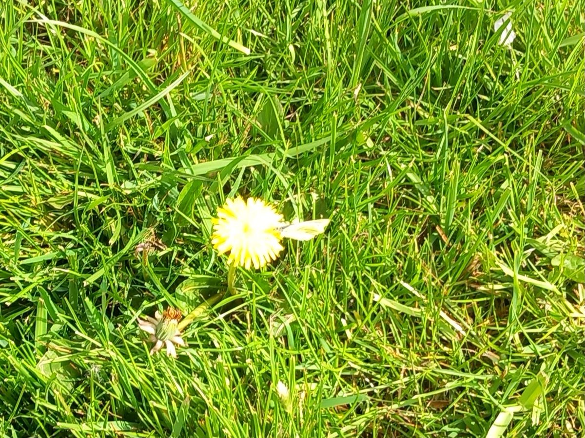 CAYMUSOCAUGHEY's tweet image. @CAYMUSOCAUGHEY 🐦

Random Green Veined White Butterfly 

#Random #Butterfly #Butterflies #Moth #Moths #WhiteButterfly #ButterfliesOfTwitter #Flower #Flowers #WildFlowers #GardenFlowers #Dandelion #Dandelions #SunshineFlowers #GreenVeinedButterfly #LittleThingsMatter