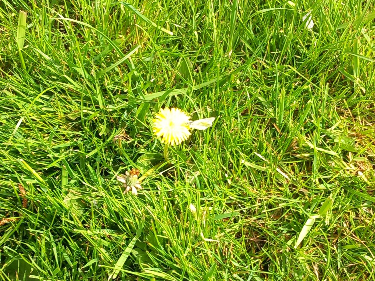 CAYMUSOCAUGHEY's tweet image. @CAYMUSOCAUGHEY 🐦

Random Green Veined White Butterfly 

#Random #Butterfly #Butterflies #Moth #Moths #WhiteButterfly #ButterfliesOfTwitter #Flower #Flowers #WildFlowers #GardenFlowers #Dandelion #Dandelions #SunshineFlowers #GreenVeinedButterfly #LittleThingsMatter
