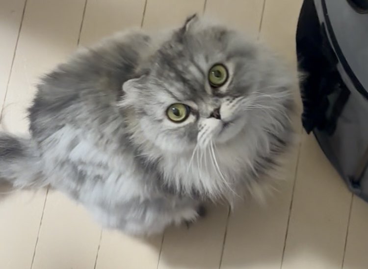 tomohaginodrums's tweet photo. 最近少々運気が乱れてます。
猫の突然死危機から始まって、家族のケガ、仕事トラブル、事故られカマ掘られる、私がケガで夜間救急のお世話になる、ストレスから機材買いあさり依存症が発症、などなど…
お祓い行きます。
が、なんだかんだで踏ん張っているので、それはありがたいと思うことにします。 https://t.co/EUIPRnOWGp