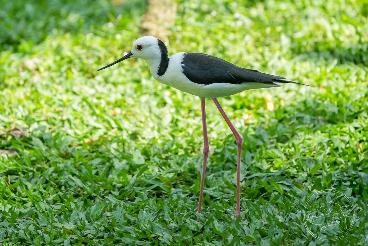 アクア tweet media