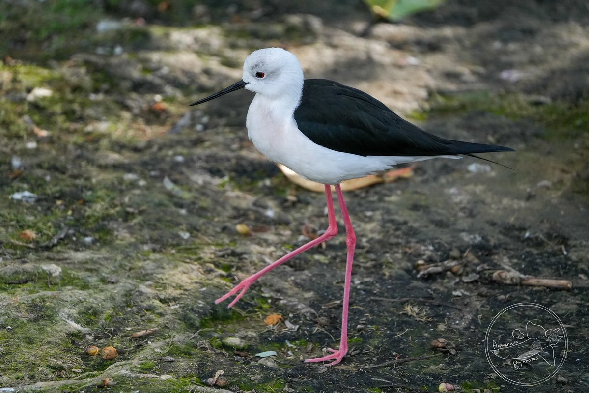 アクア tweet media