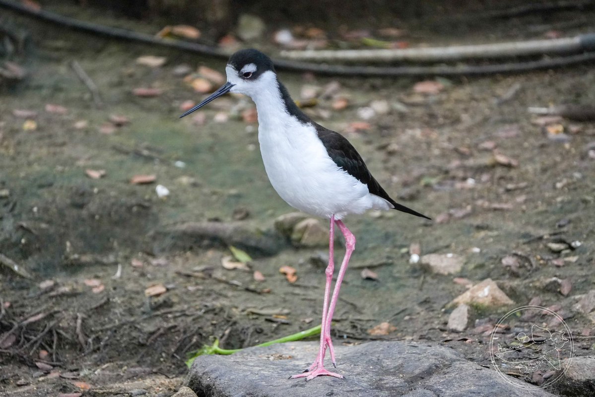 アクア tweet media