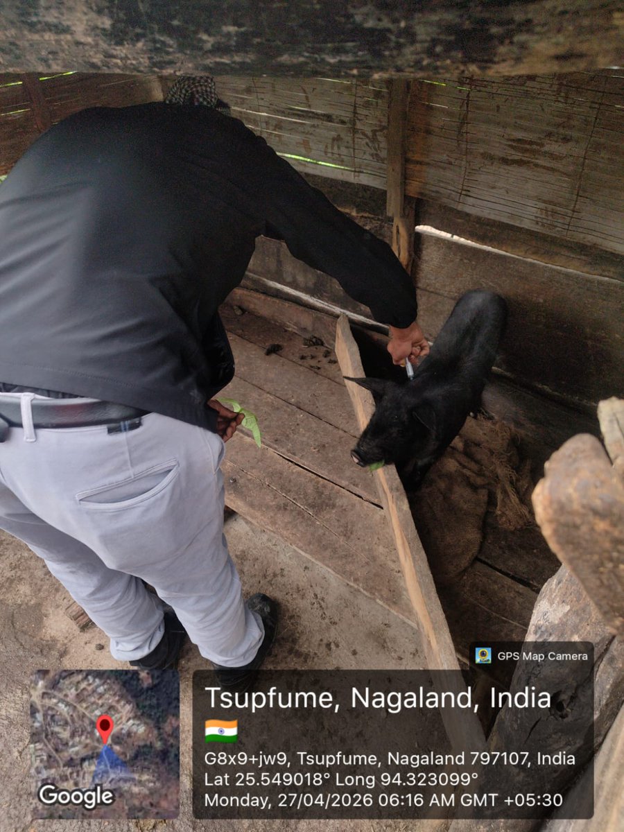 AHVS10's tweet photo. Classical Swine Fever Vaccination going on in  #Tsupfeme #Razeba  #Zelome     #zhavame  #Phek district https://t.co/JnDOHl87N9