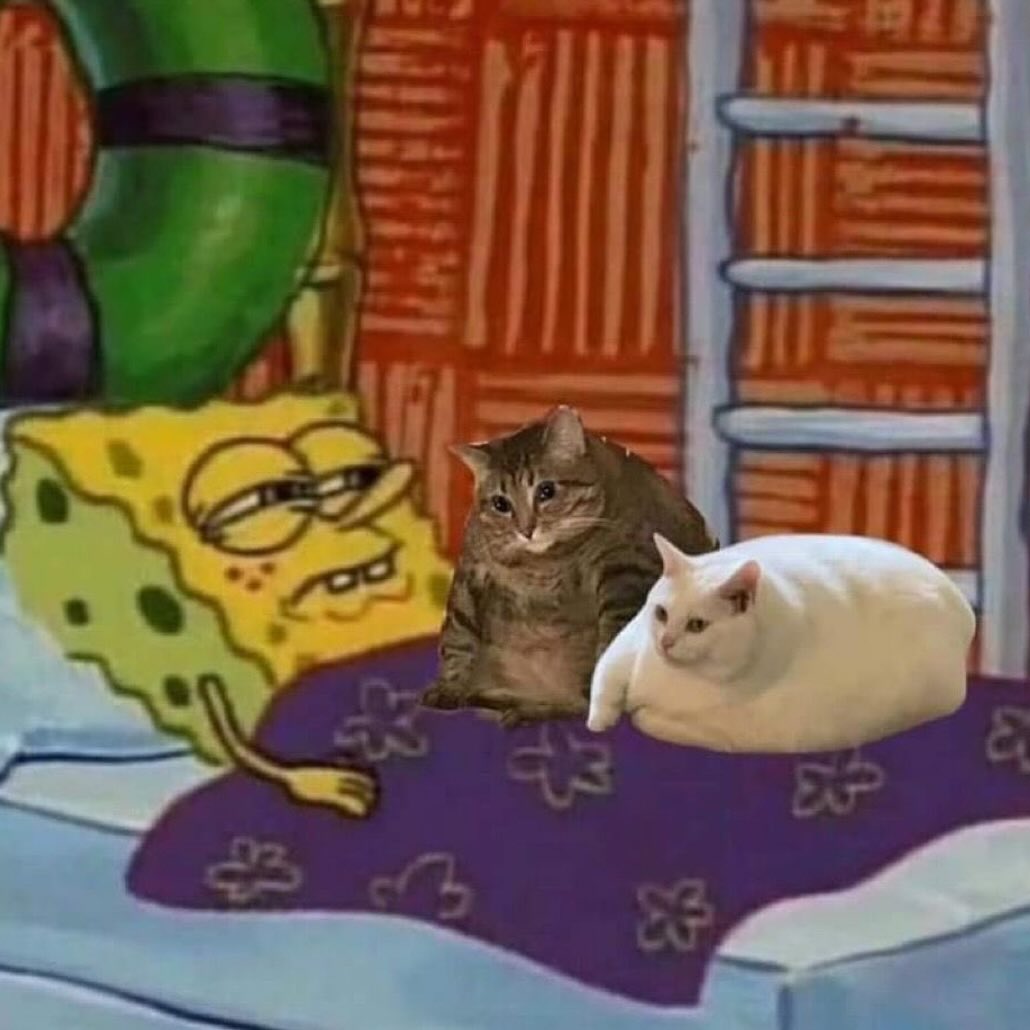 Punch Cat tweet media