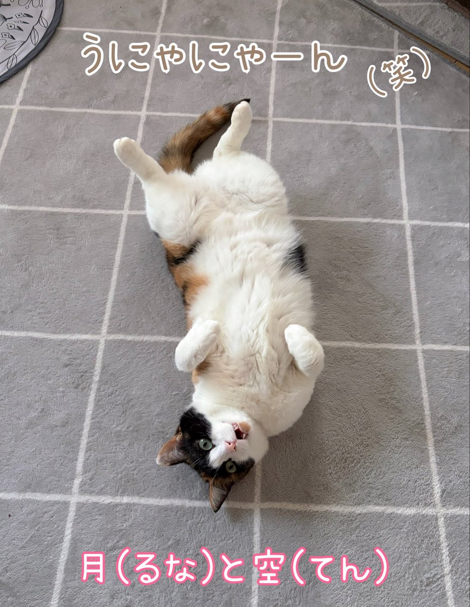 runa2ten's tweet photo. 見事なヘソ天☺️✨
＃猫　＃cats  ＃ねこ　＃猫好きさんと繋がりたい　＃にゃんこ生活　＃毎日猫がいる　＃猫がいる幸せ　＃サビ猫と三毛猫　＃てんるな姉妹日記　＃うちの子は今日もかわいい https://t.co/FwE9srWMLx