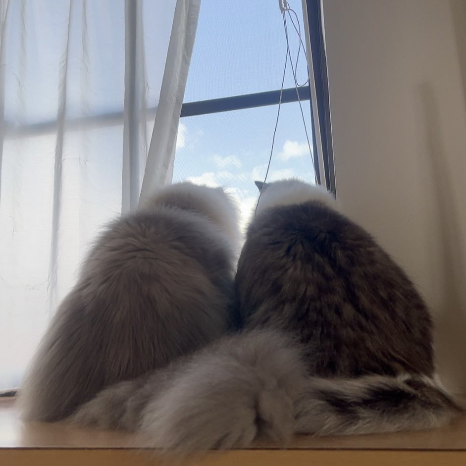 転生したら‎ねこ🤍🐈⸒⸒⸒⸒💫 tweet media