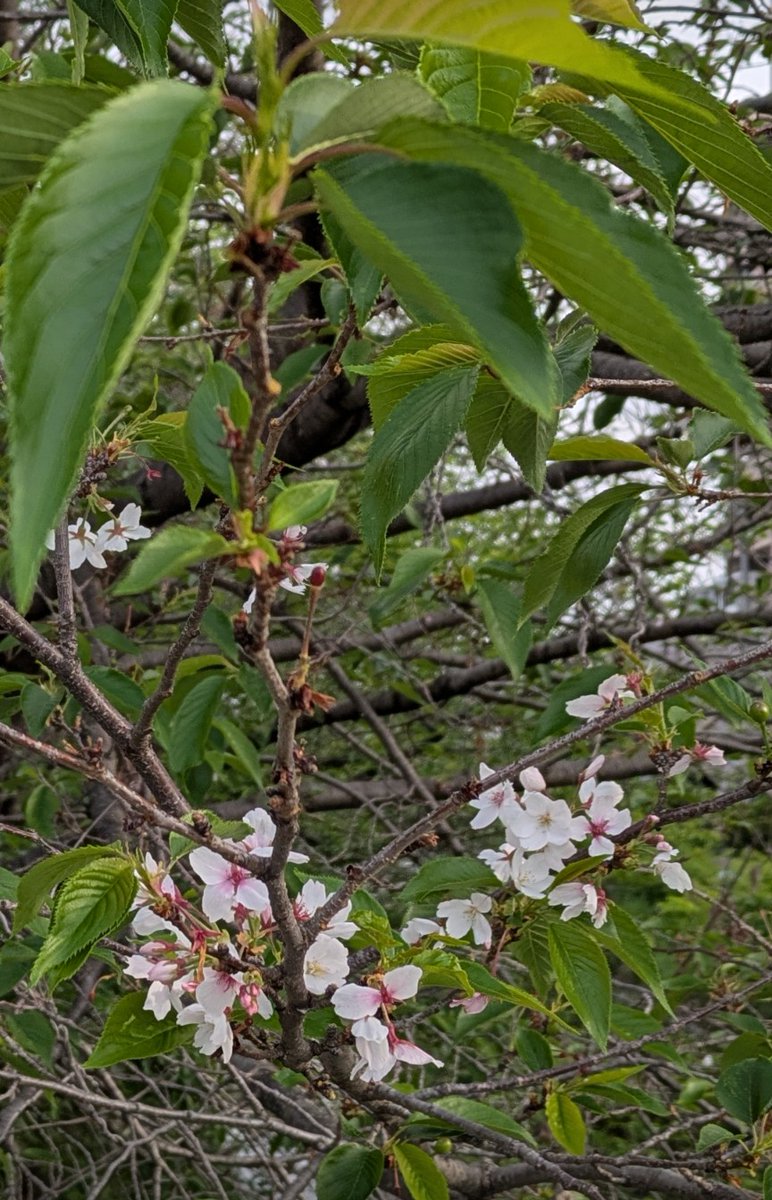 zinzin1981's tweet photo. なごり桜
いつまで見れるかな？
#原川 https://t.co/6k46HHQvk4