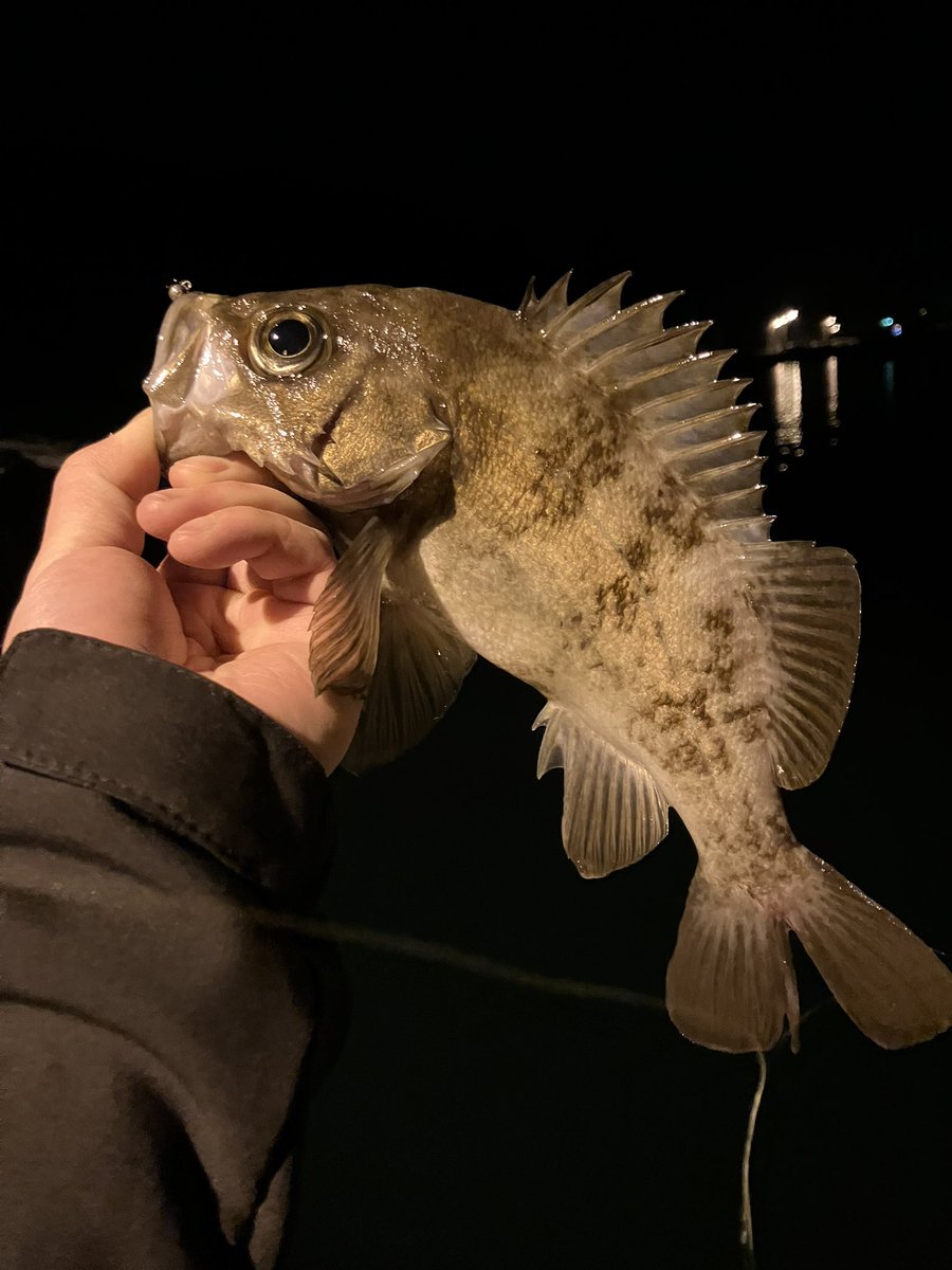 KuboTora0331's tweet photo. 2〜3ヶ月ぶりに海へ。
このサイズ2本。
潮回りかぁ〜
#XESTA
#BrackStarExtraTuned
#DAIWA
#21PRESSO
#UNITIKA
#夜見えるエステルライン 0.3号
#reins
#アジアダー https://t.co/1mcz4Dmmto