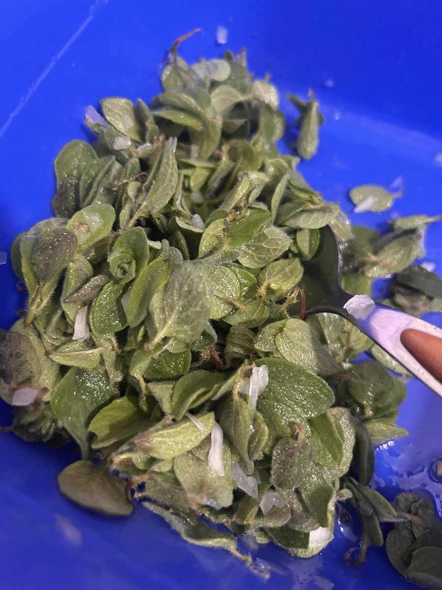 j_zabaneh's tweet photo. A classic Lebanese springtime dish •

🌿🇱🇧 #EarthFood

زعتر أخضر أو زوبع • wild thyme https://t.co/V6X3gQmeLL