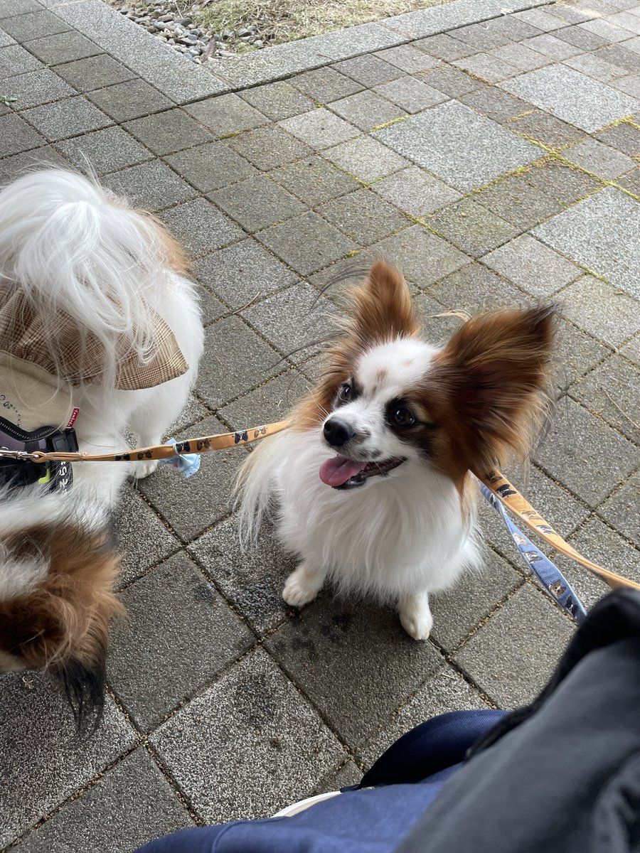 kusinadahime's tweet photo. ダンナちゃまの実家の法事に出席のため関越を抜けて、北陸道に行くぞー
＃パピヨン
＃チワワ
＃チワパピ
＃犬のいる暮らし https://t.co/jnU5lCquZD