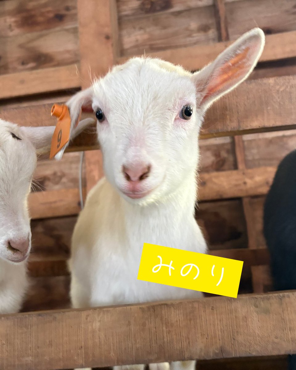 まかいの牧場【公式】 tweet media